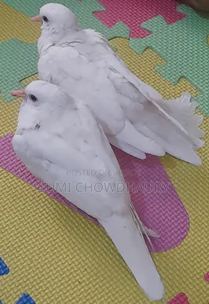 2 Month Old Australian Dove