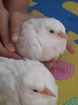 2 Month Old Australian Dove
