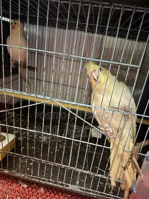 High-Quality Birds (WhatsApp)