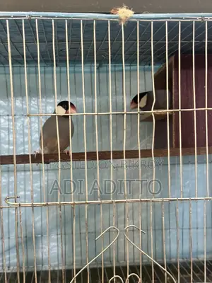 High-Quality Birds (WhatsApp)
