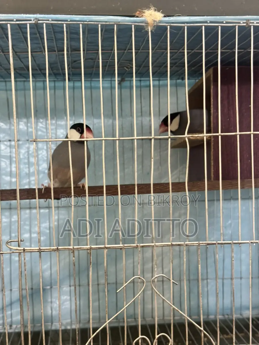 High-Quality Birds (WhatsApp)
