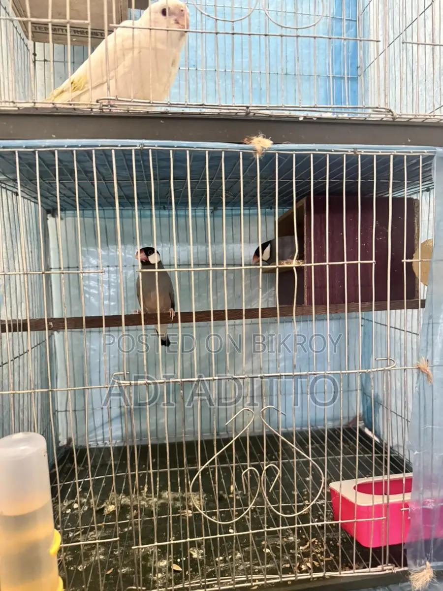 High-Quality Birds (WhatsApp)