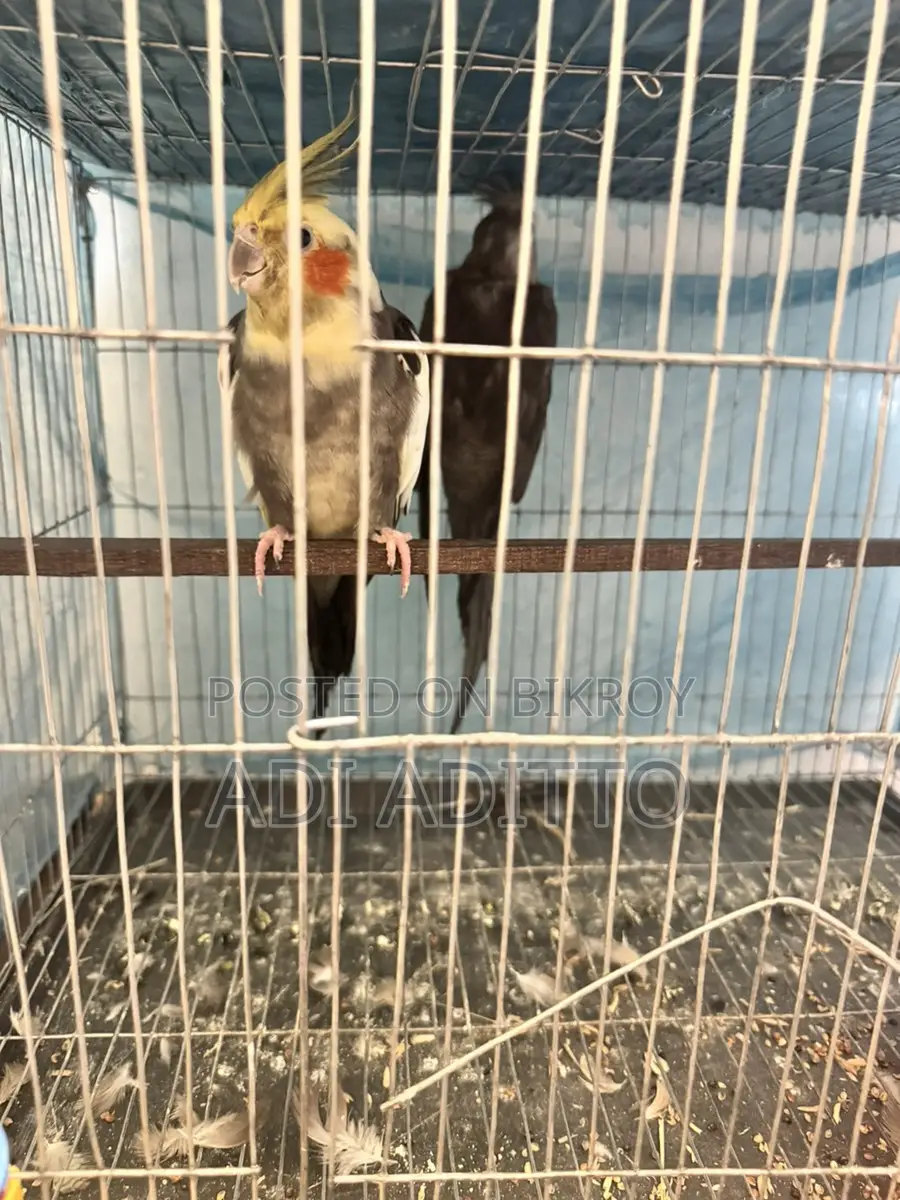High-Quality Birds (WhatsApp)