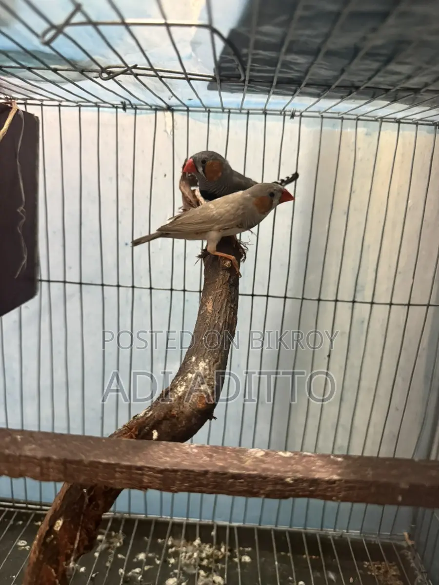 High-Quality Birds (WhatsApp)