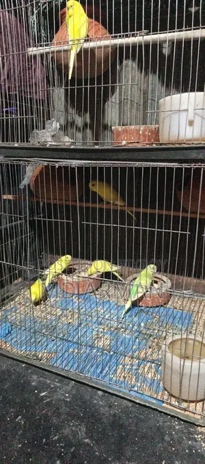 বাজরিগার পাখি