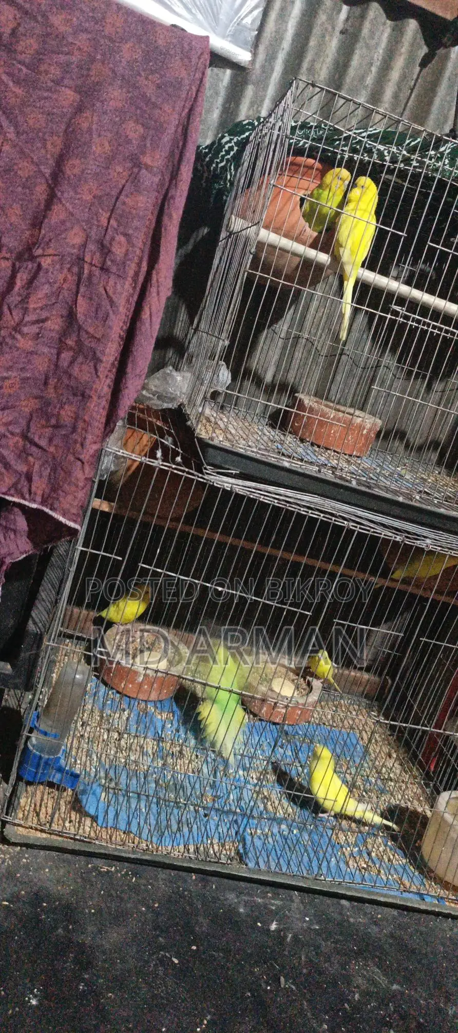 বাজরিগার পাখি
