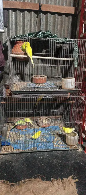 বাজরিগার পাখি