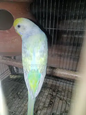 রেনবো রানিং বাজরিকা