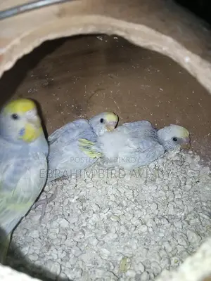 রেনবো রানিং বাজরিকা