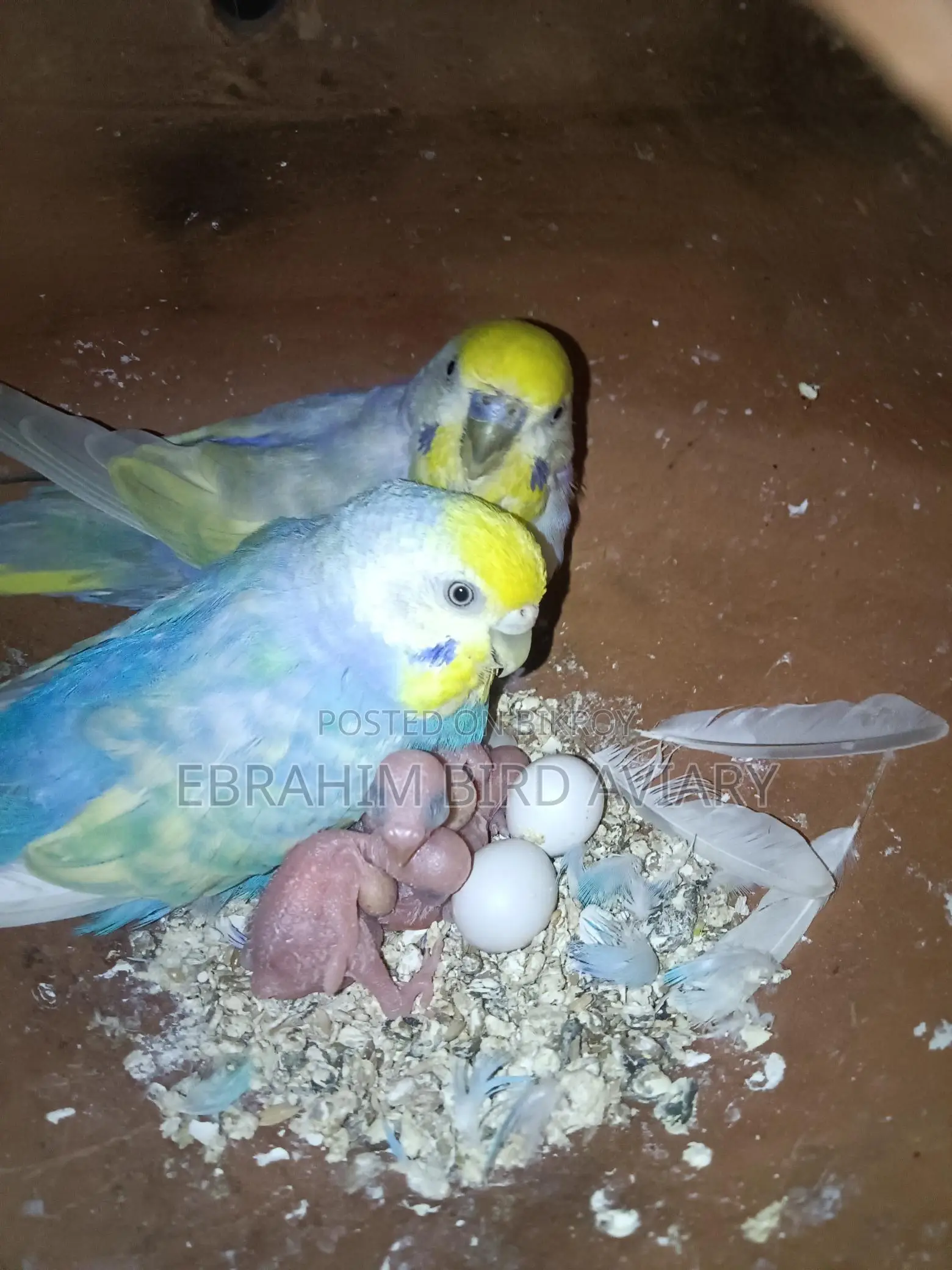 রেনবো রানিং বাজরিকা