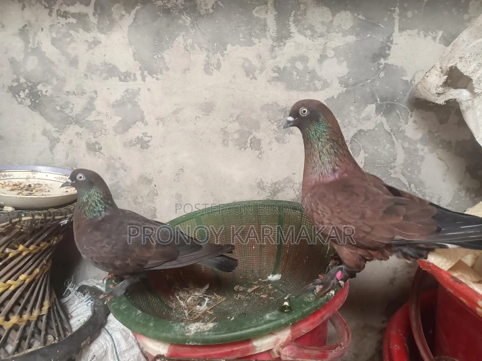 Chila Pigeon Running Pair