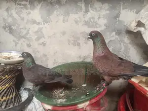 Chila Pigeon Running Pair