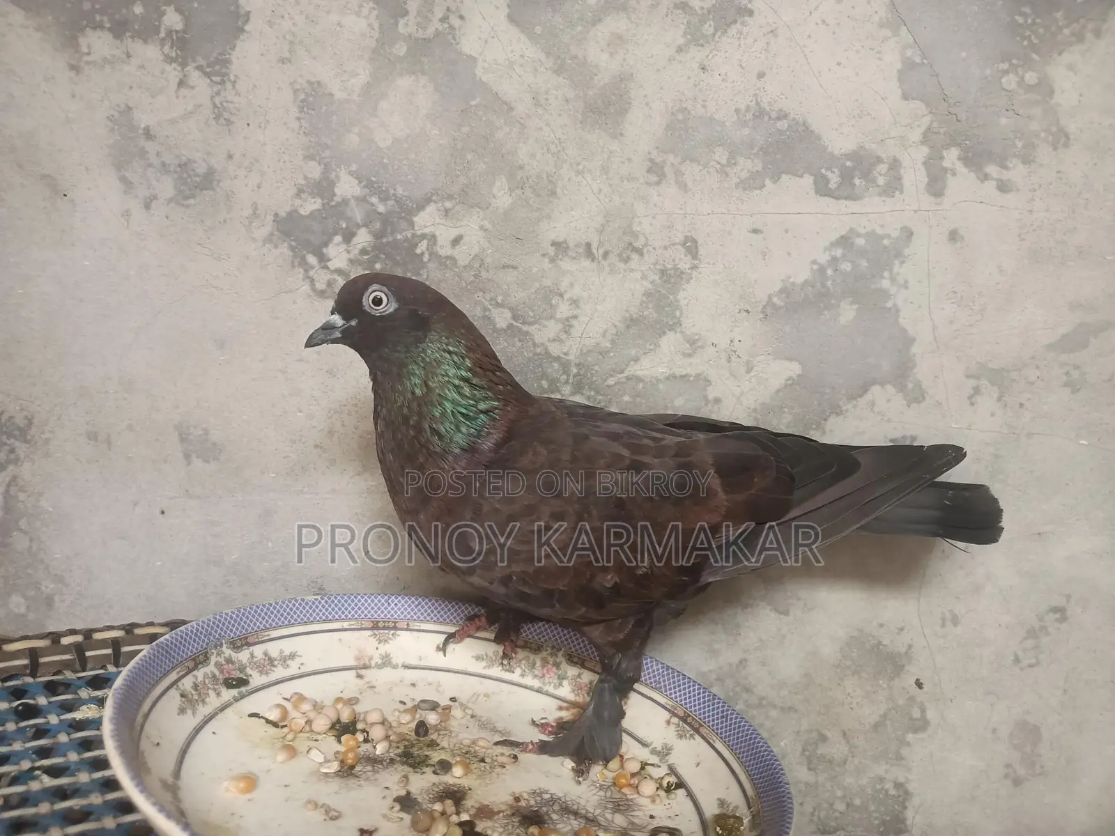 Chila Pigeon Running Pair