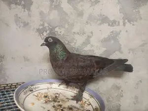 Chila Pigeon Running Pair