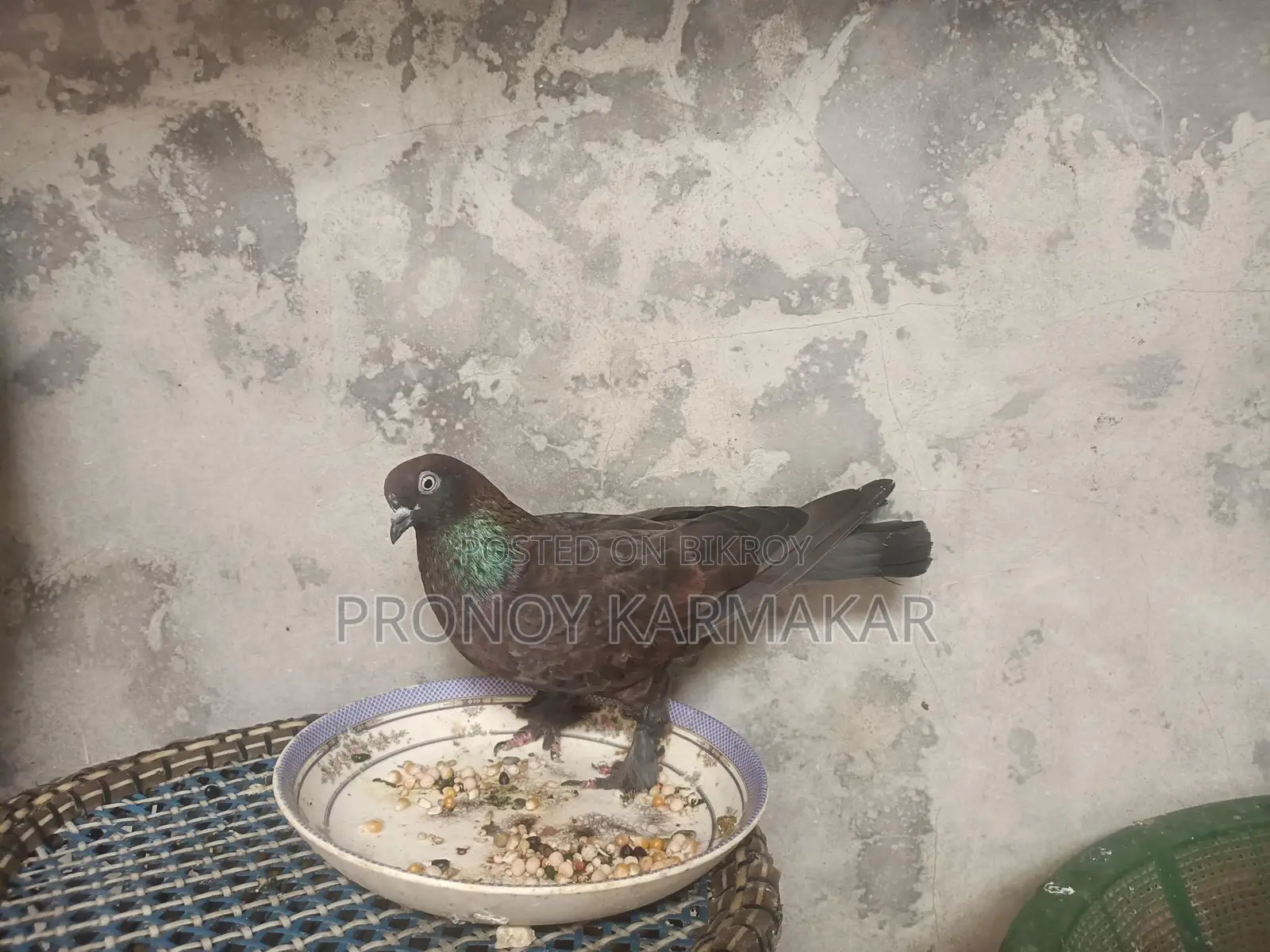 Chila Pigeon Running Pair