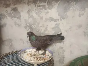 Chila Pigeon Running Pair