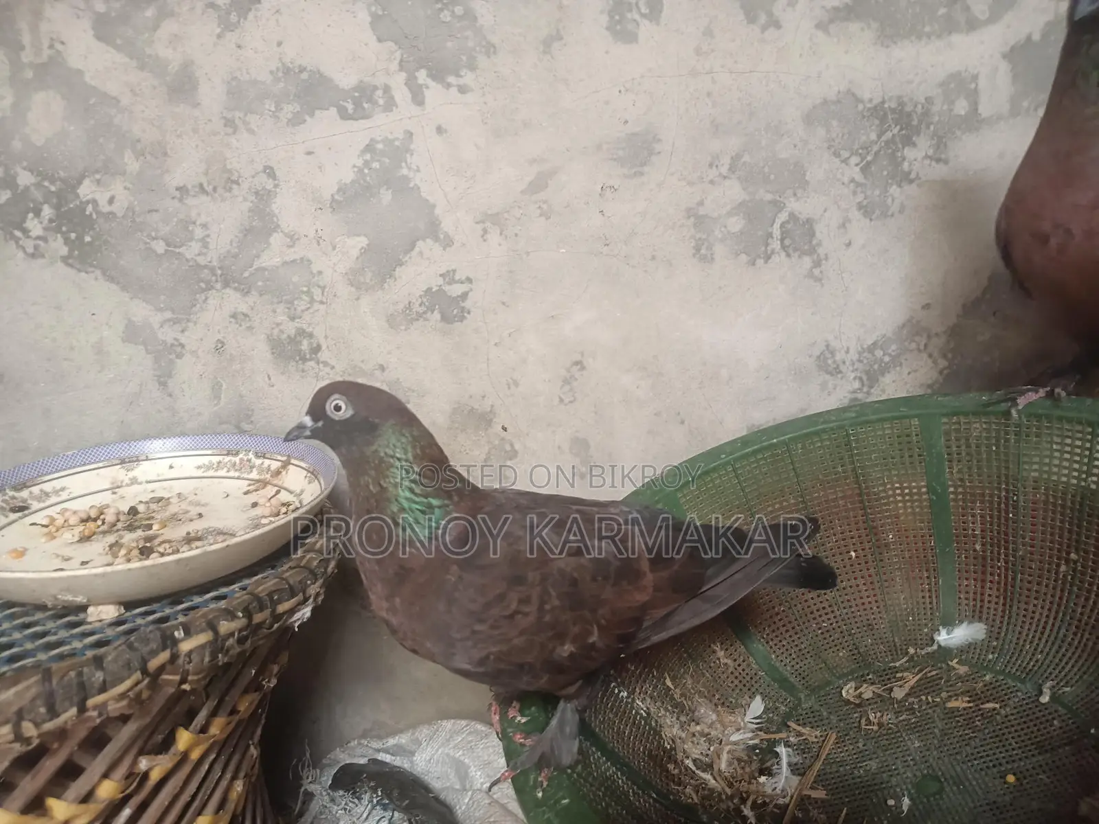 Chila Pigeon Running Pair