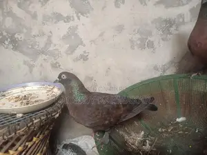 Chila Pigeon Running Pair