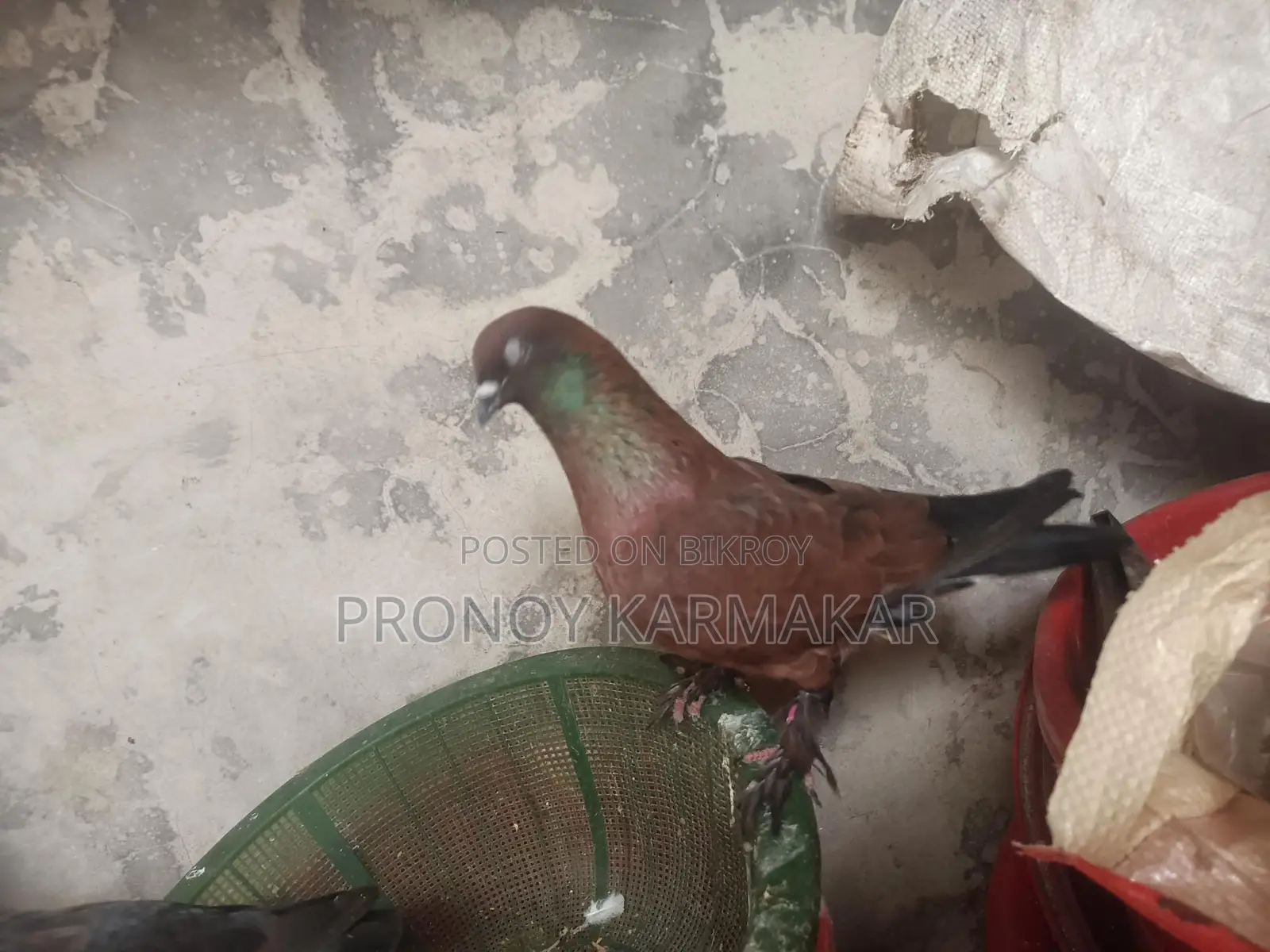Chila Pigeon Running Pair