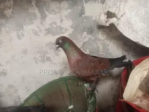 Chila Pigeon Running Pair