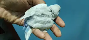 Budgie Baby