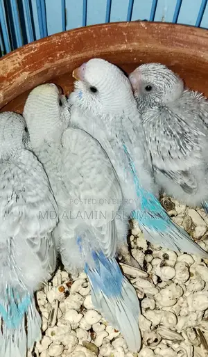 বাজরিগার বেবি