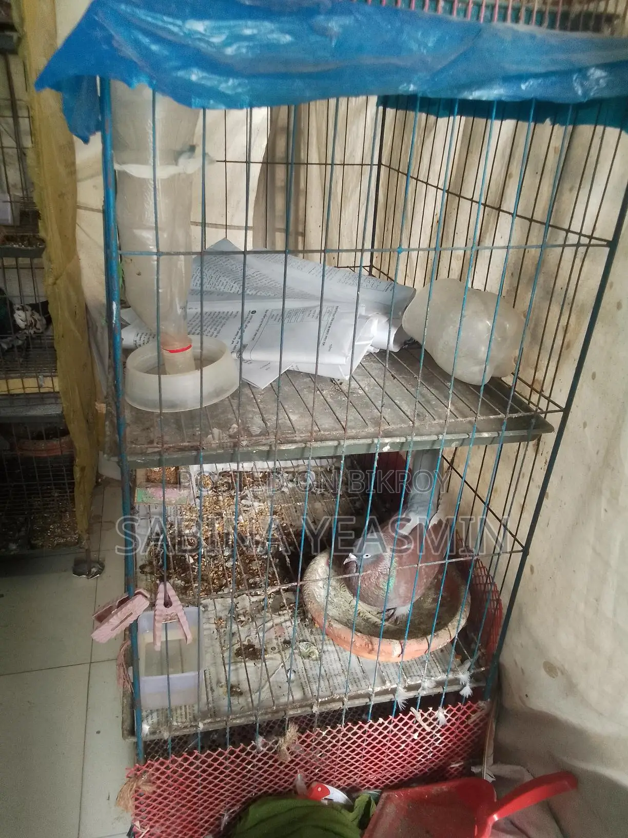 Bird Cage