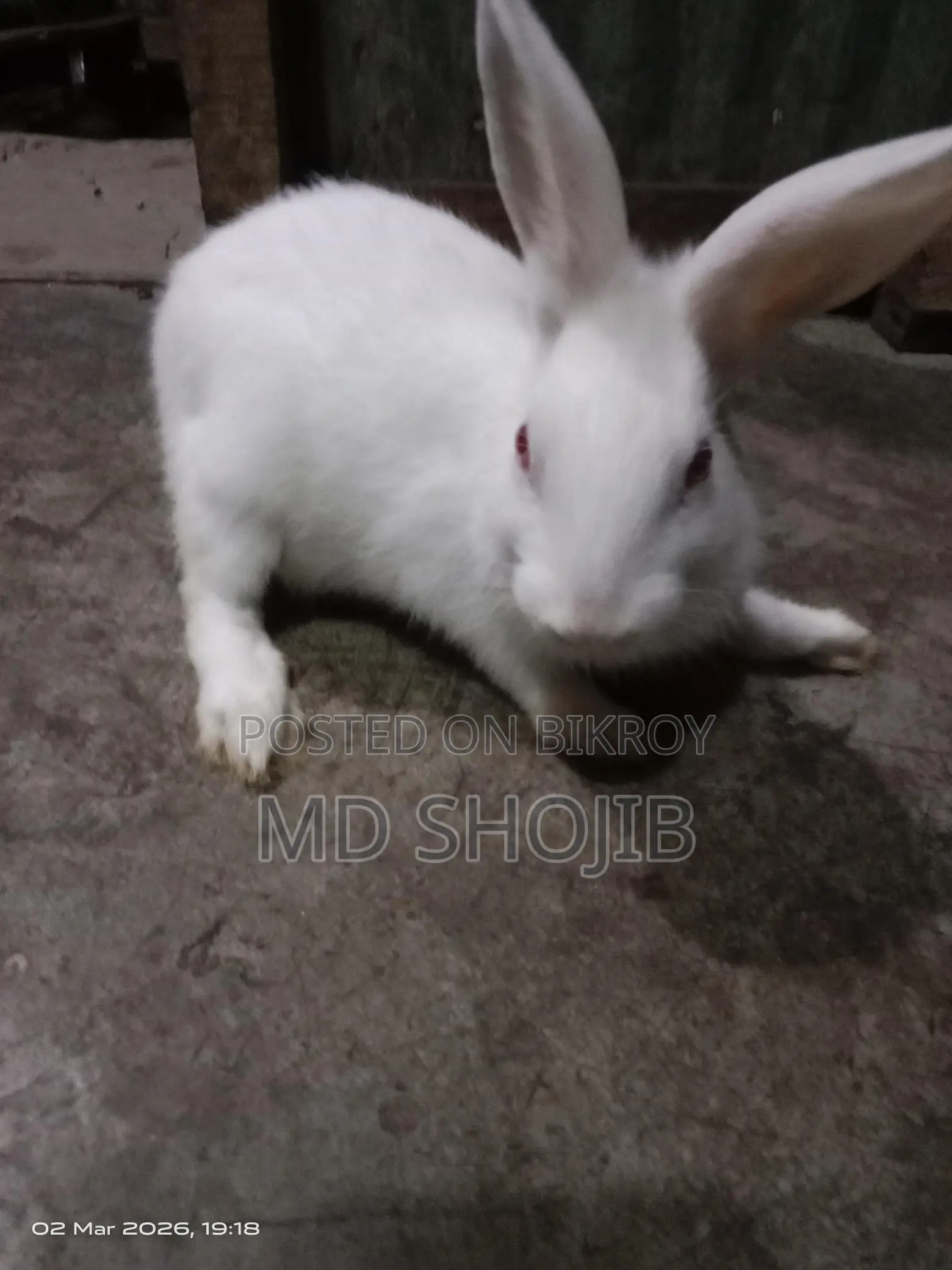 Rabbit