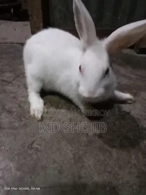 Rabbit