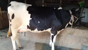 High-Quality Dairy Cow for Sale (ID: 1049)