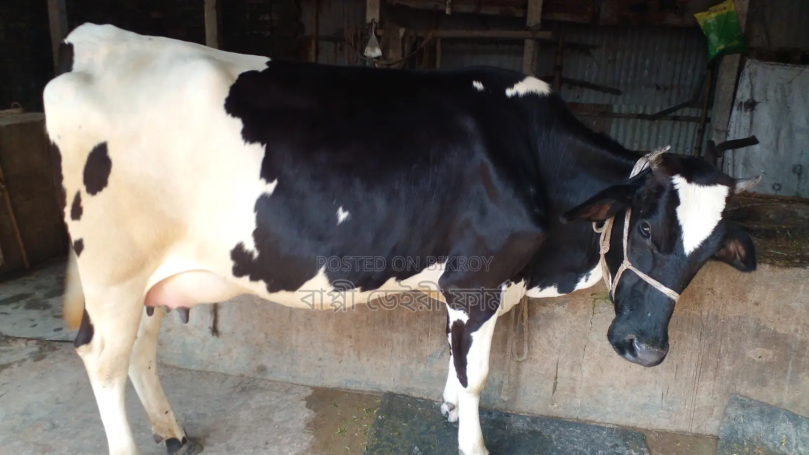 High-Quality Dairy Cow for Sale (ID: 1049)