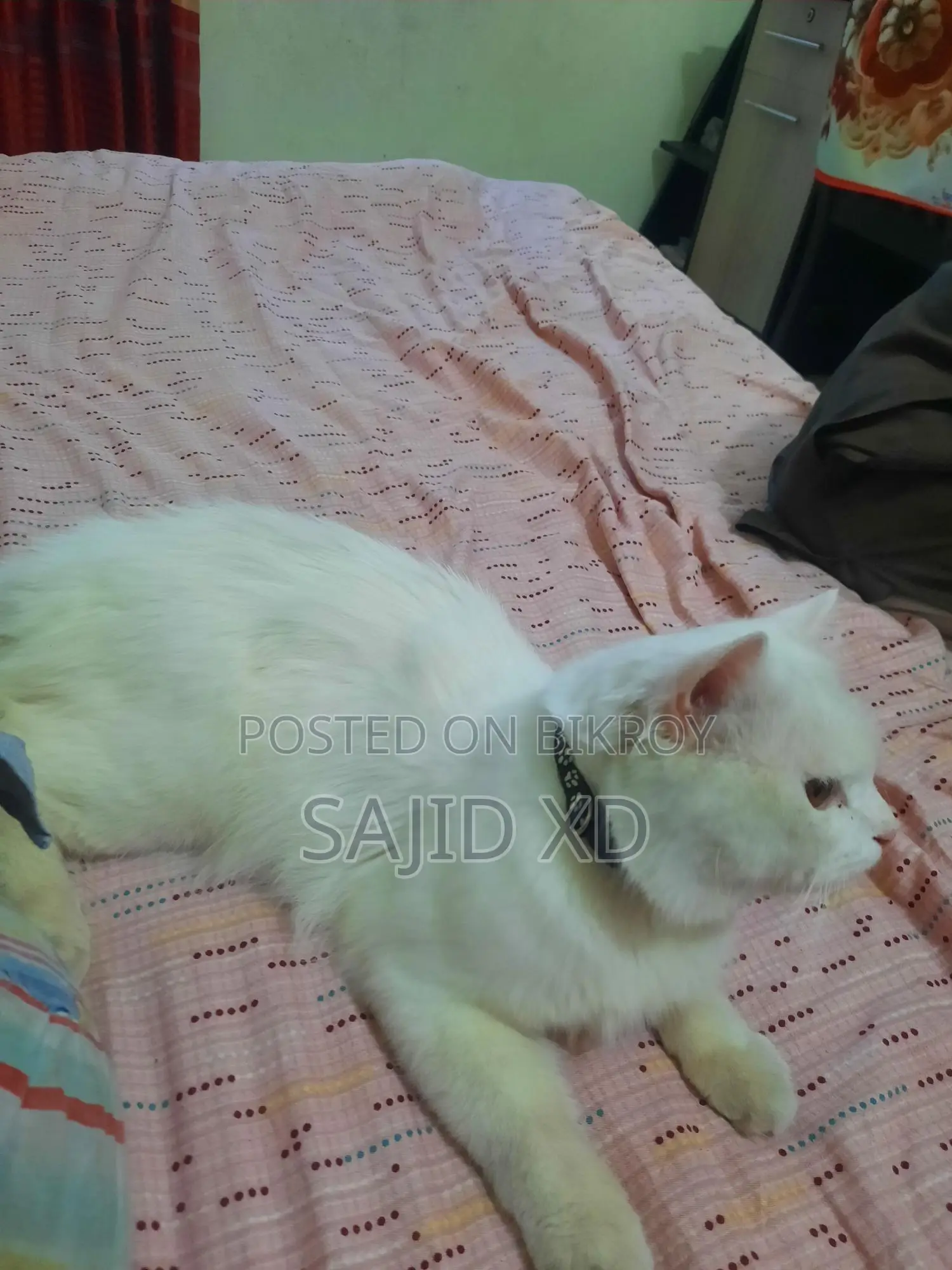 মেল পার্সিয়ান বিড়াল