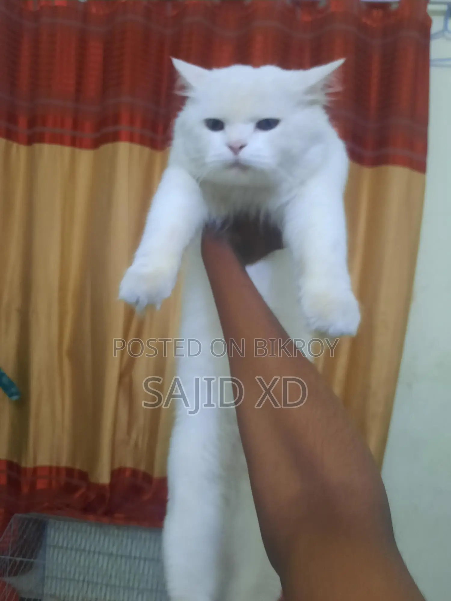 মেল পার্সিয়ান বিড়াল