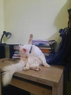 মেল পার্সিয়ান বিড়াল