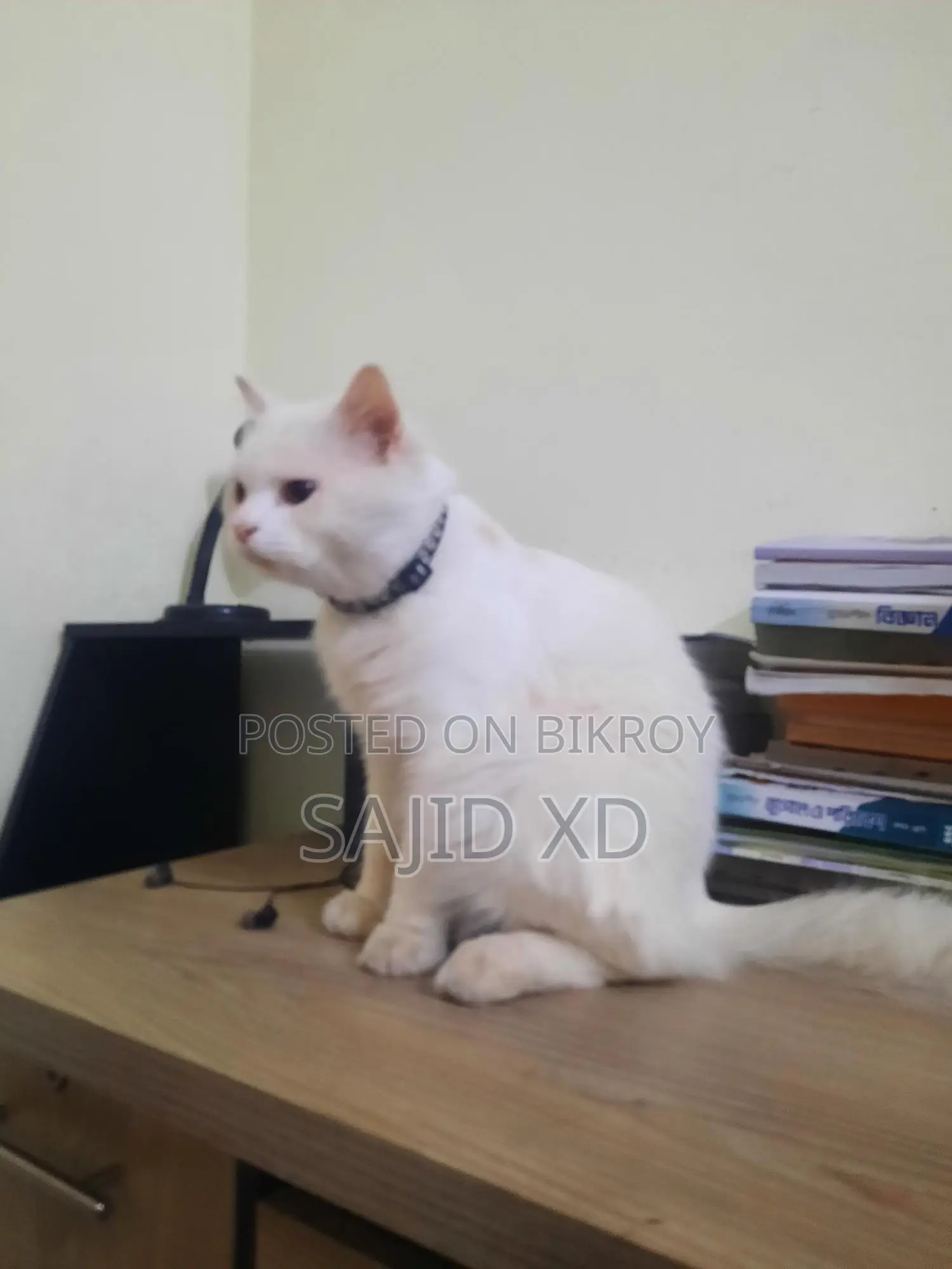 মেল পার্সিয়ান বিড়াল