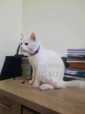 মেল পার্সিয়ান বিড়াল