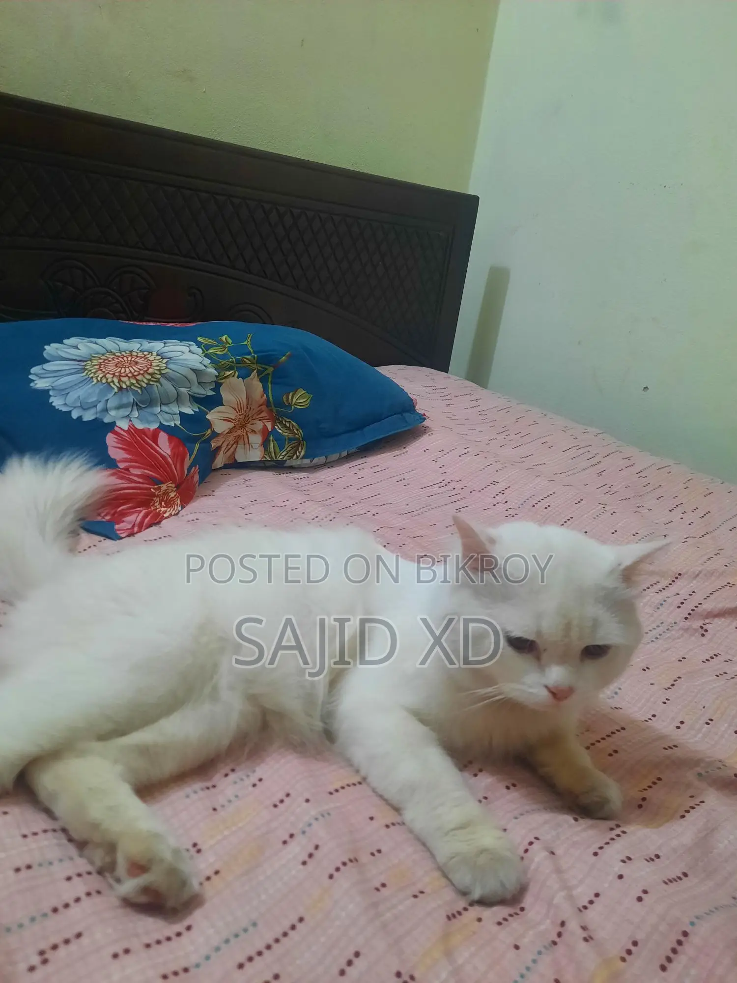 মেল পার্সিয়ান বিড়াল