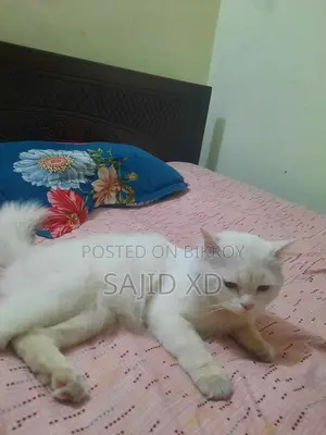 মেল পার্সিয়ান বিড়াল