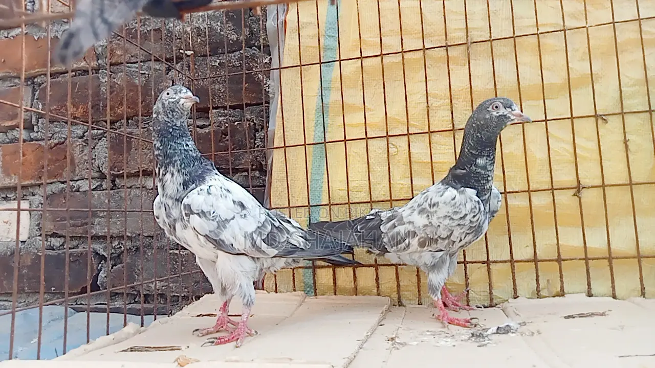 কবুতর
