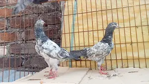কবুতর
