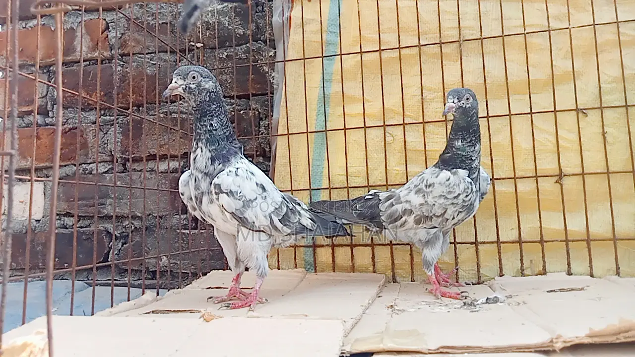 কবুতর