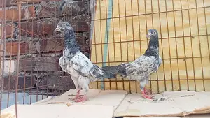 কবুতর