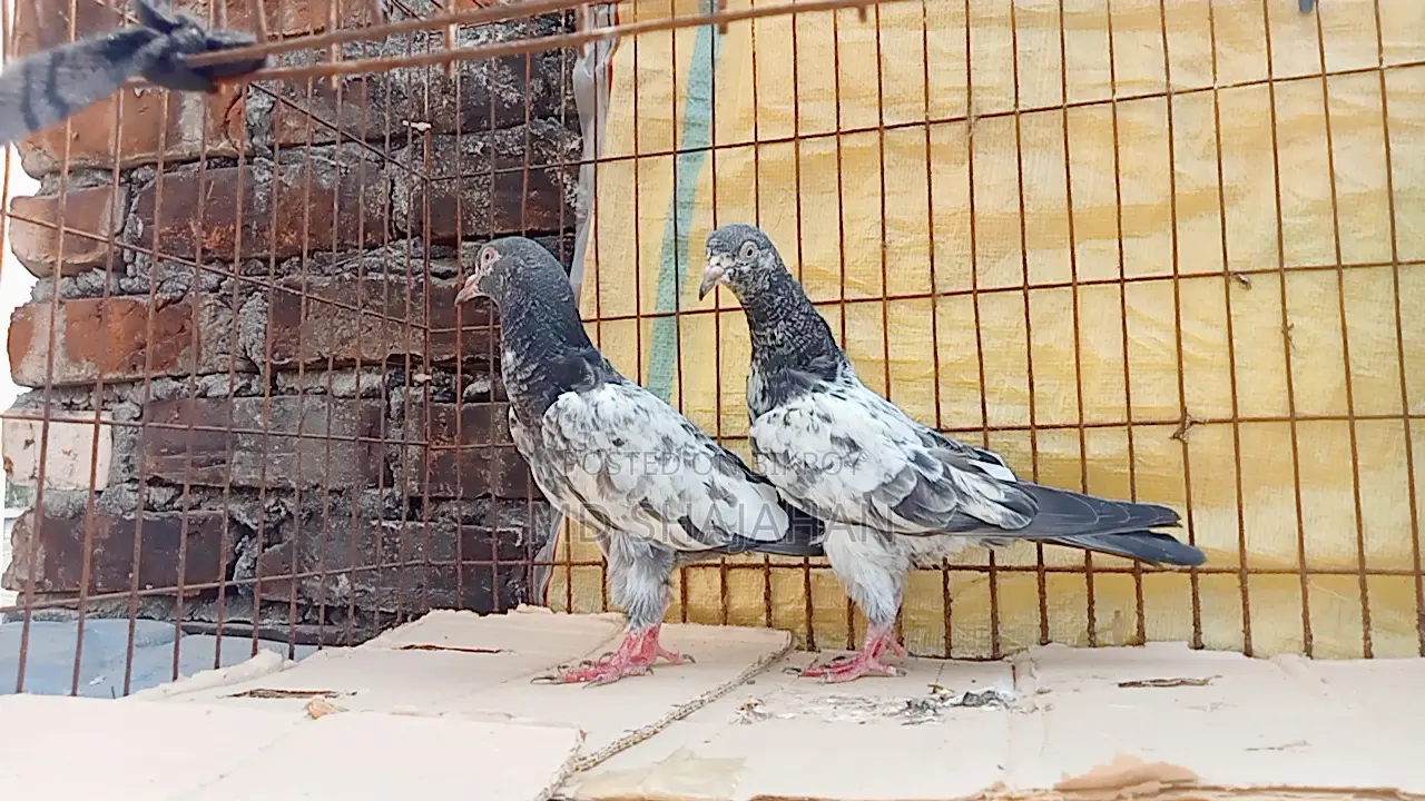 কবুতর