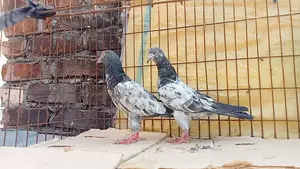 কবুতর