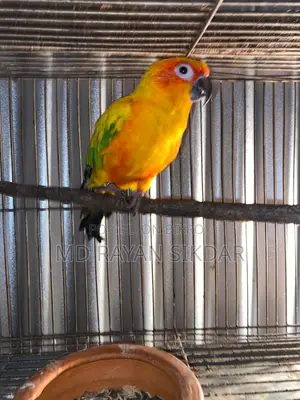 Sun Cnoure Male