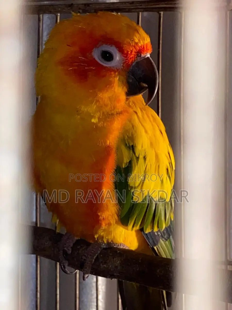 Sun Conure Male