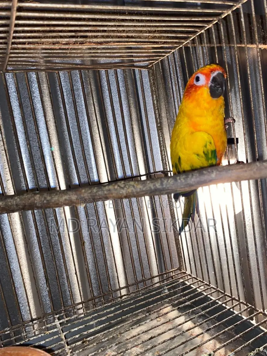 Sun Conure Male