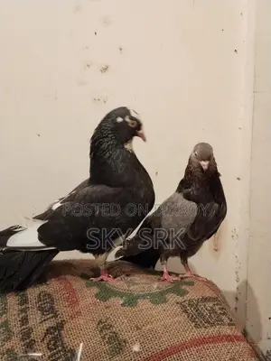 কবুতর বিক্রি