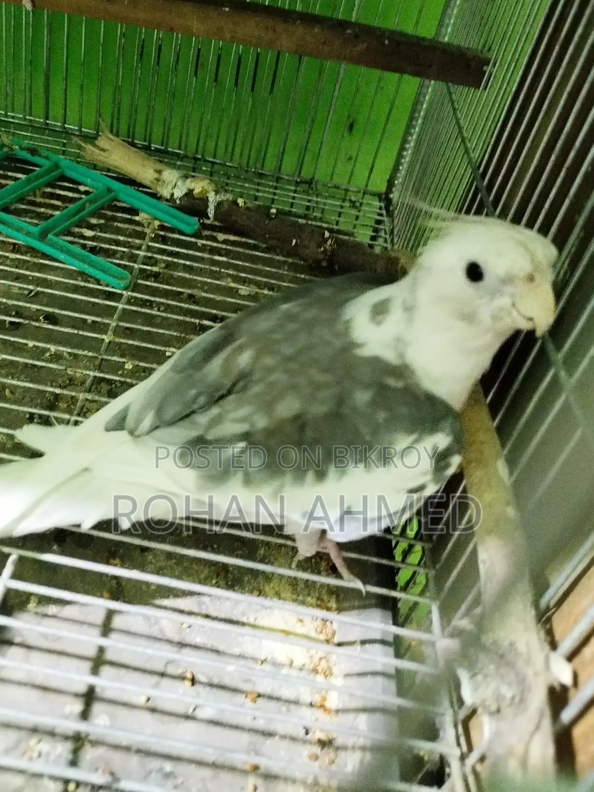 White Face Cockatiel