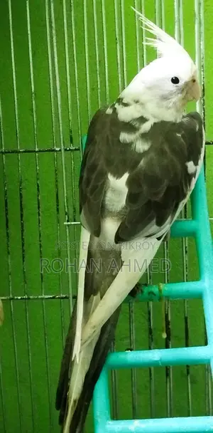 White Face Cockatiel